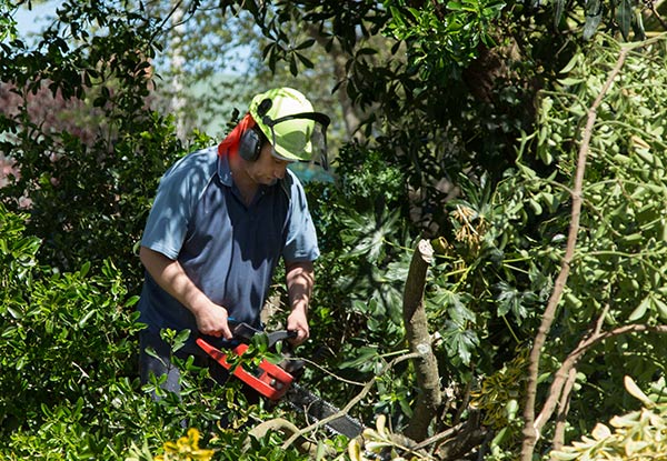 Two Hours of Arborist Services with Two Arborists - Options for Four Hours (Travel & Green Waste Removal Fees Apply)