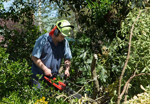 Professional Arborist Services for Four Hours incl. Hedge Trimming, Tree Pruning & Difficult Tree Removal - Option for Eight Hours