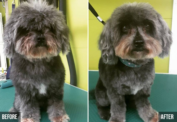 Winter Groom for Small Dogs -  Tuesday to Friday - Available for New & Existing Clients