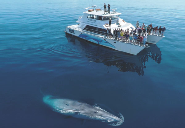 Auckland Whale & Dolphin Safari Ticket - Adult & Child Options Available