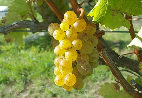 $199 for a Martinborough Wine Tour for Two People incl. Three Tastings, Lunch, Chauffeur Driven Quality Vehicles, Railway & Accommodation Pick-Up & Drop Off (value up to $500)