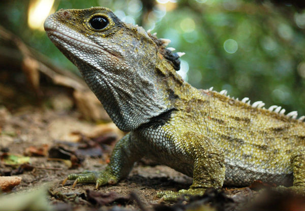 Pukaha National Wildlife Centre Pass - Options for Child, Adult, Senior or a Family Pass