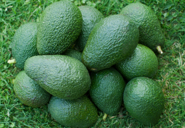 Box of 12 x Medium/Large Sized Avocados - Option for 20 Medium/Large or Seconds/Small Avocados