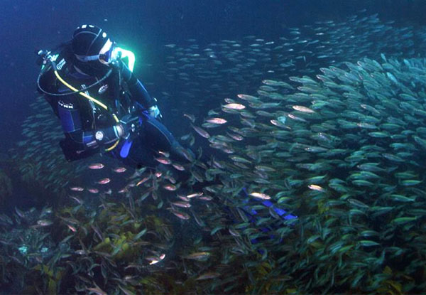 Dive Charter at Goat Island or Tawharanui Marine Reserve