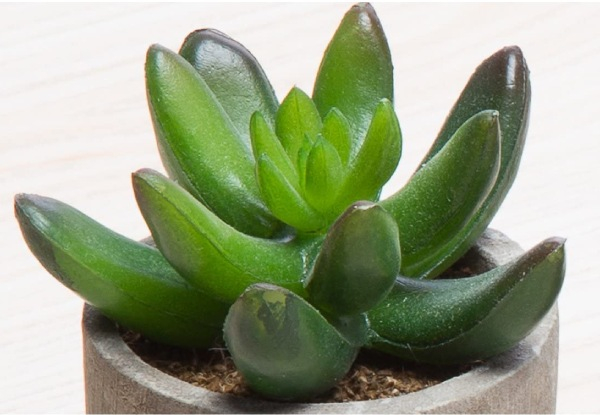 Six-Pack Artificial Potted Succulent Plants