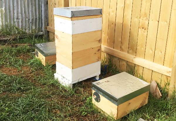 $57 for a One-Month Beehive Rental, or $150 for Four-Months