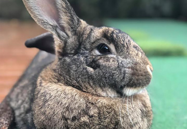 One Round of Bunny Rabbits Daytime Mini Golf Pass - Options for Child or Family Pass