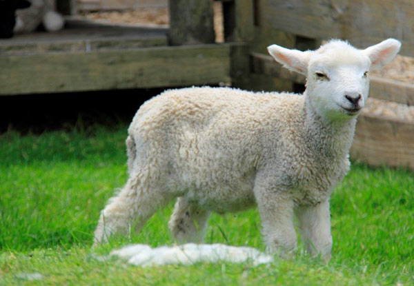 Full Day Adult Pass to Sheepworld Farm Park - Option to incl. Sheep & Dog Show & for a Child or a Family Pass