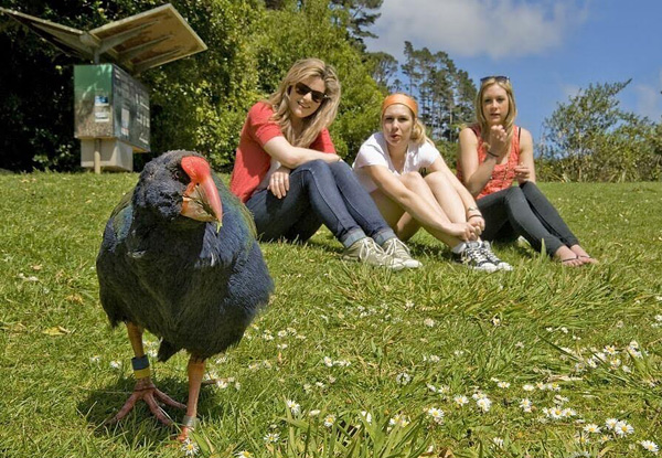 Two-Hour Zealandia by Day Guided Tour for One Adult or 2.5-Hour Zealandia by Night Guided Tour - Child Option Available