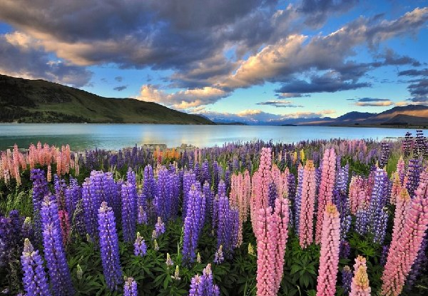 One-Night Lake Tekapo Escape in a Luxurious Lakeview House for Two to Four People incl. Speciality Chocolate, Souvenir Gift, WiFi & Parking - Options for up to Five Nights