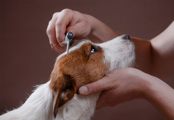 Online Animal Care & Training Courses - Option up to Six Courses