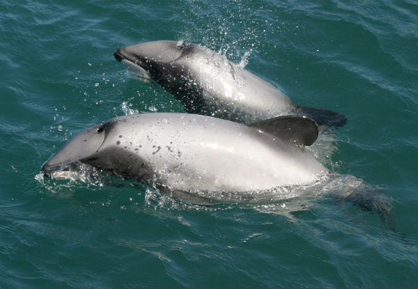 Wildlife Island Sanctuary & Dolphin Cruise - Options for One Adult & Child or Two Adults & Two Children