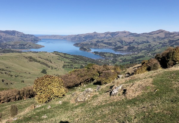 Two & Half-Hour Akaroa Scenic Coastal Cruise Adult Pass - Options for Child or Family Pass - Valid from 1st November 2024