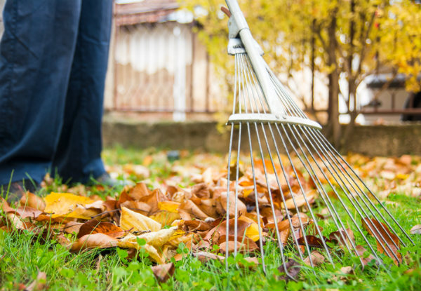 One & a Half Hours of Garden Maintenance - Options for up to Six Hours