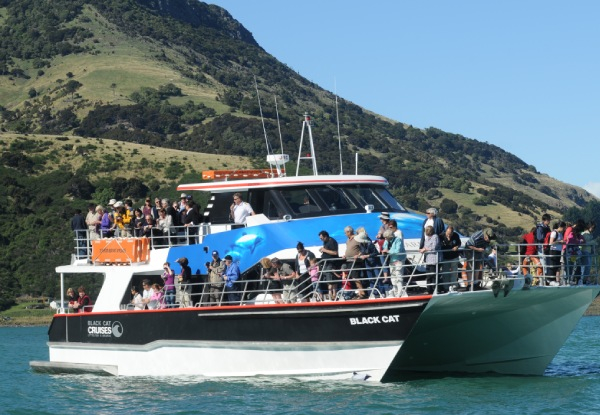Two-Hour Akaroa Nature Cruise - Seven Options Available