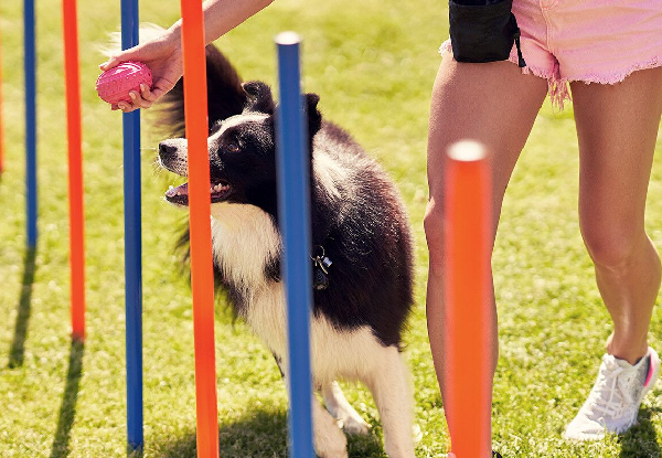 Dog Agility Equipment - Two Options Available