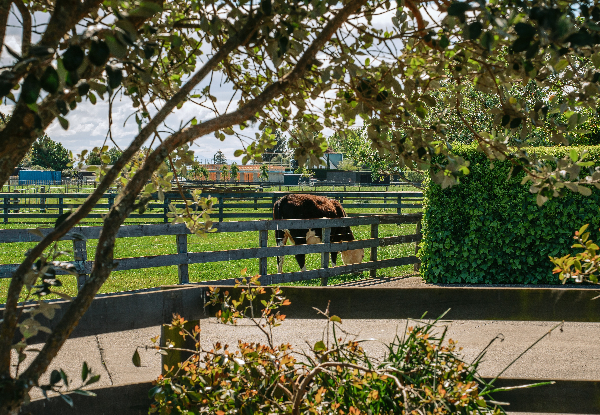 Boutique Havelock North Escape at Cottages on St Andrews incl. Welcome Drinks, Breakfast Pack & Late Checkout - Options for Two or Three Nights in a Studio, Two-Bedroom or Three-Bedroom Cottage