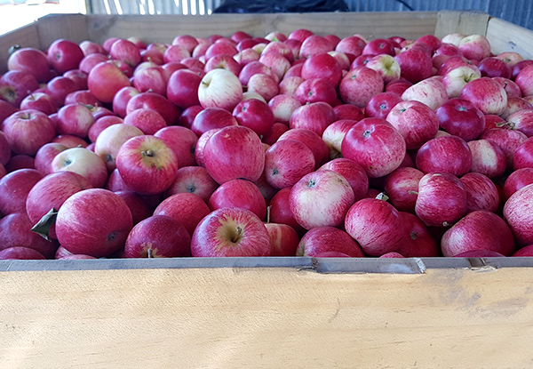 4KG's of New Season Hawkes Bay Royal Gala Apples with Free Nationwide Delivery