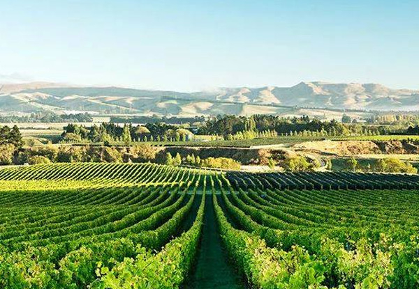 All-Inclusive Private Waipara Wine Tour Experience for up to Six People incl.  Wine Tasting at Four Boutique Wineries, Lunch & Driver with Choice of Pickup & Drop off Locations