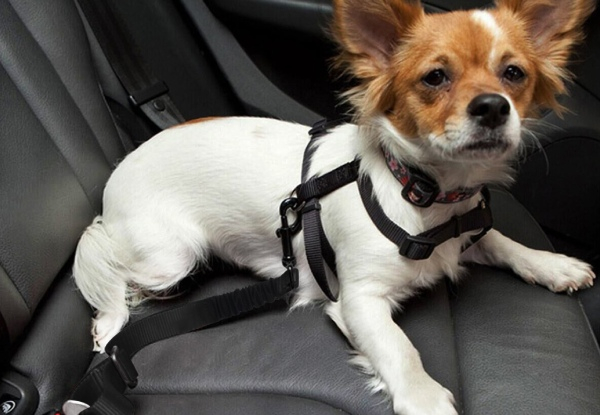 Pet Car Seat Belt Grabone Nz - Dog Car Seat Belt Nz