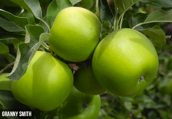 Triple Grafted Apple Tree Grabone Nz