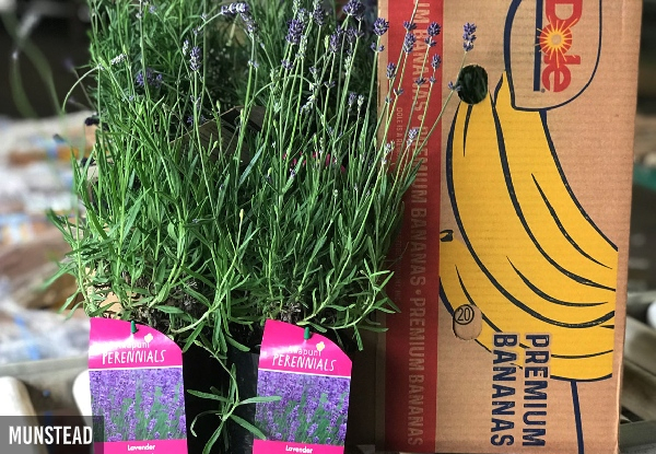 BusyBee Lavender Box - 12 Plants Ready to Flower - Two Varieties Available