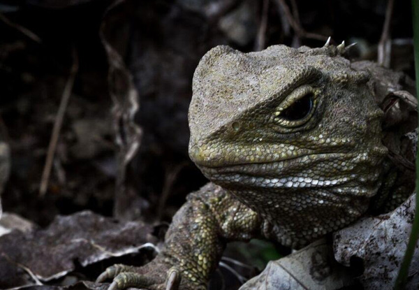 Two-Hour Zealandia by Day Guided Tour for One Adult or 2.5-Hour Zealandia by Night Guided Tour - Child Option Available