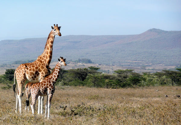 Per-Person, Family-Share Seven-Night African Safari Package incl. Accommodation, Main Meals, Elephant Orphanage Visit, Giraffe Sanctuary, 4x4 Game Drive & More