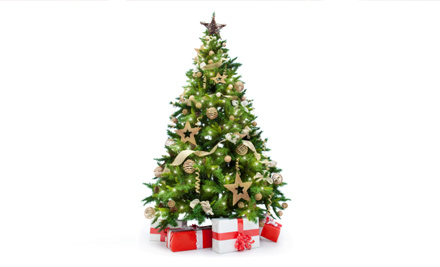 From $29 for a Christmas Tree - Pick-up or Auckland Delivery Options (value up to $75)