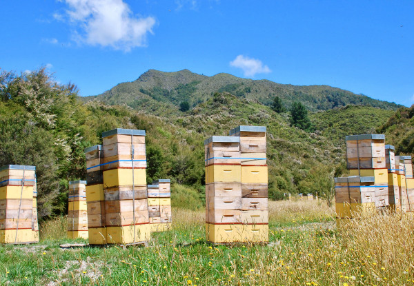 Two Day Practical Beekeeping Course