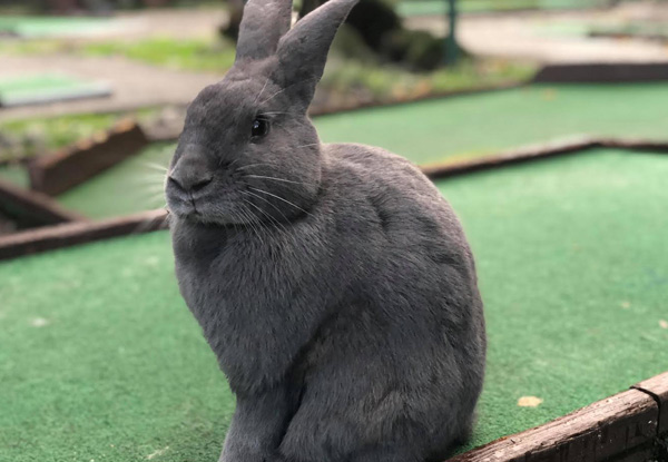One Round of Mini Golf with Rabbits for One Person - Options for up to Six People