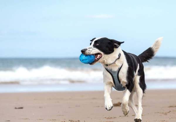 Squeaky Dog Chew Toy