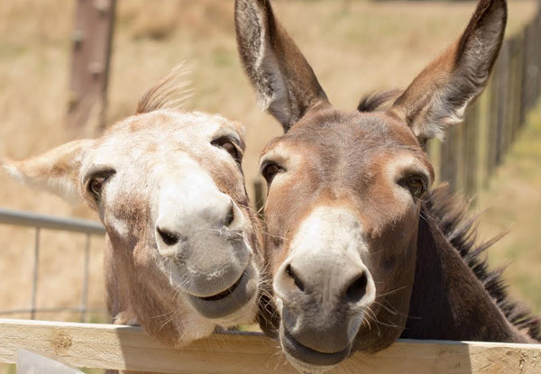 Day Out at The Farm Park & The Bush Discovery Trail & Museum