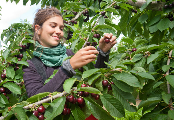 2kg Box of Fresh Central Otago Cherries Delivered to Your Door - Delivery from 16th - 19th January 2018