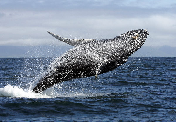 Whale Watching Tour Experience from Picton to Perano Whale Station