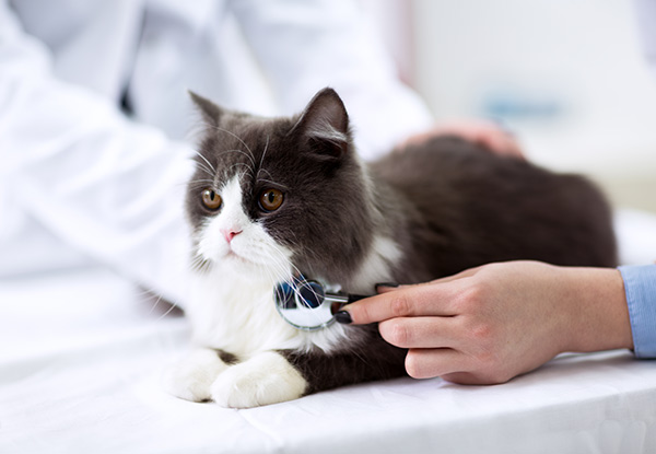 Pet Comprehensive Health Check incl. Blood Test, Two Locations Available