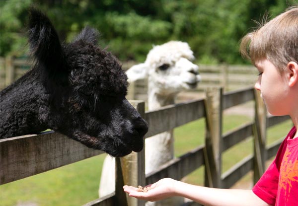 One Adult Entry or One Child Entry to Paradise Valley Springs Wildlife Park