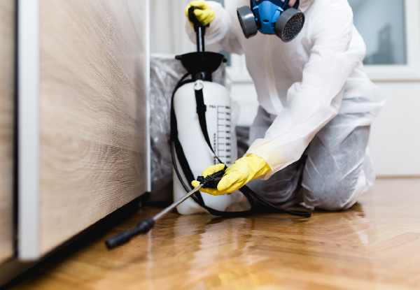 Home Pest Control Services for a Single-Bedroom House incl. Fleas, Cockroaches, Flies, Rats & Mice & a Warranty - Options for a Two or Three-Bedroom House