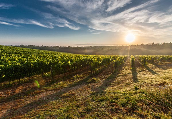 Per-Person Twin-Share Seven-Night Italy Food Tour incl. Accommodation, Sight-Seeing, Italian Cooking Lessons, Activities & More