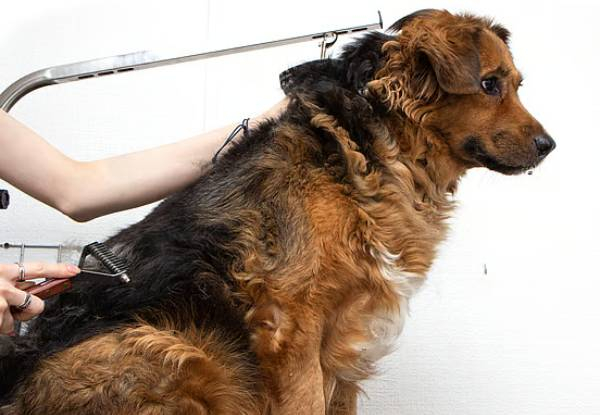 45-Minute Dapper Dog Full Luxury Grooming Package
