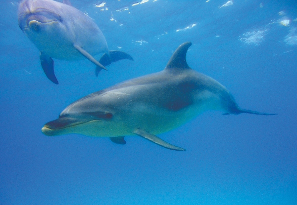 Four-Hour Dolphin Discovery Cruise in the Stunning Bay of Islands - Options for Adults, Children & Family