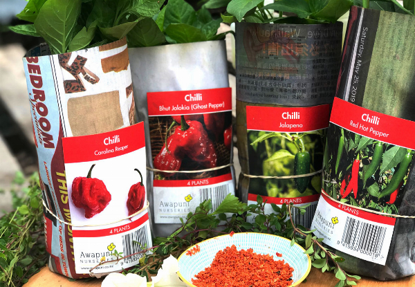 Mega Chilli Plants Hotbox incl. Five Chilli Varieties & Fertiliser