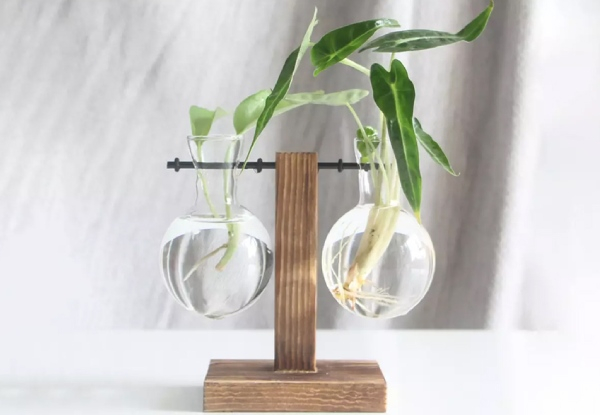 Glass Planter for Indoor Plants - Three Designs Available - Option for Two