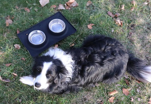 Stainless Steel Dog Bowl & Silicone Mat Set -  Two Sizes Available