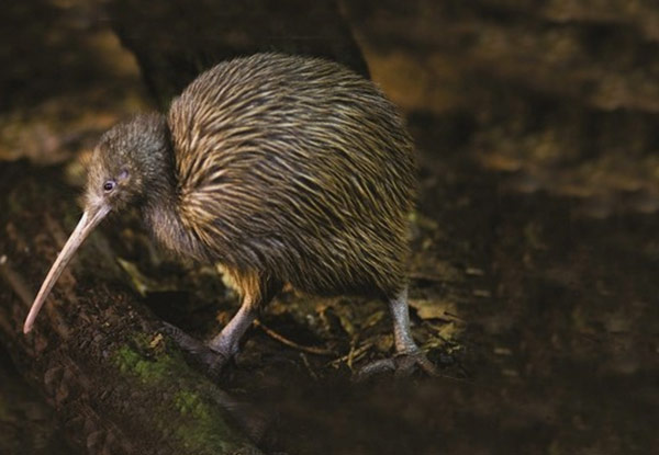 Family Pass to the Otorohanga Kiwi House & Native Bird Park