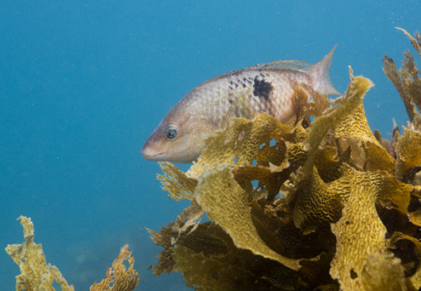 Half-Day Try Scuba Diving at Goat Island, Leigh incl. $50 Voucher for an Open Water Course  - Option for Two People