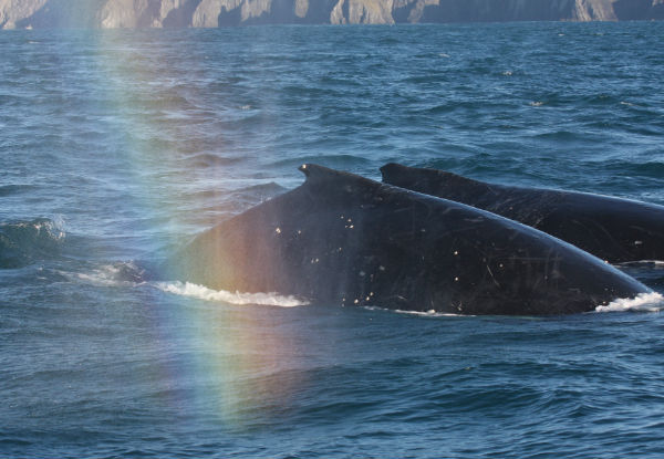 Whale Watching Tour Experience from Picton to Perano Whale Station