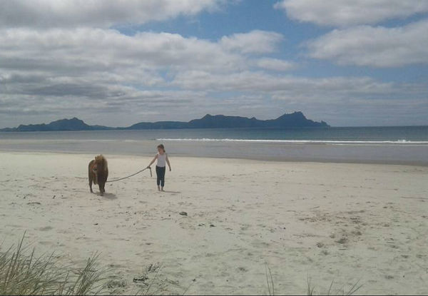 One-Hour Beach & Bush Horse Trek for One Person - Options for Two People & Two-Hour Horse Treks