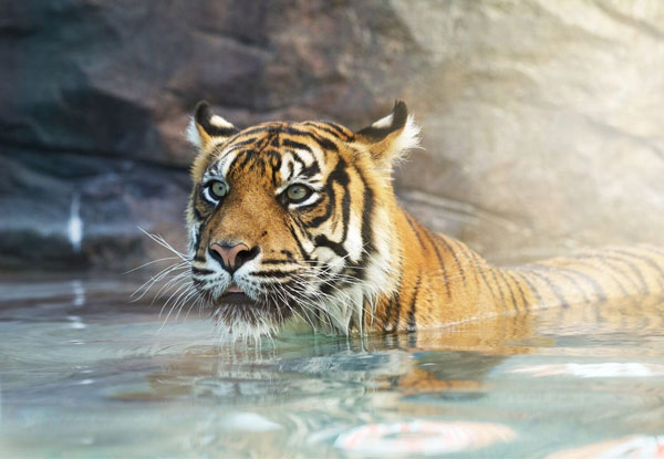 Dreamworld Gold Coast Seven-Day Ticket- Options for Adult & Child Ticket incl. Seven-Day Photo Pass