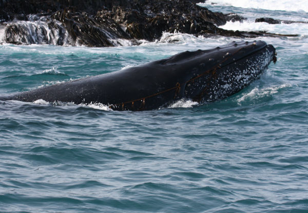 Whale Watching Tour Experience from Picton to Perano Whale Station